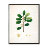 Древни Лондонски Растения В Рамка Живопис Платно Изкуство Печат
