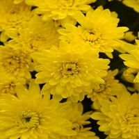 По-добри домове и градини 10В Мама жълти годишни живи растения пълно слънце