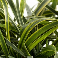 Експерт градинар пт зелен бял Лириоп живи растения с Саксия