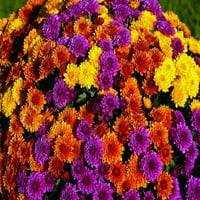 По-Добри Домове И Градини 1.5 Г Многоцветна Хризантема, Живи Растения, Непряка Слънчева Светлина