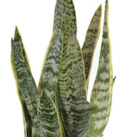 Обединен разсадник на живо Сансевиерия лаурентий стайно растение 12-в Грей Бейсайд декор пот