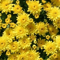 По-добри домове и градини 7.8 в мама жълти живи растения слънце с Сеялка