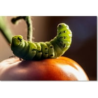Търговска марка изобразително изкуство гъсеница и домат платно изкуство от Джейсън Шафър
