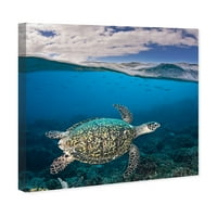 Уинууд студио Морски и крайбрежни картини на морска костенурка от Дейвид Флийтъм Морски Живот-синьо, зелено
