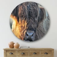 Дизайнарт 'близък план на Шотландската крава на Мавърланд' Ферма кръг метална стена арт-диск на 36